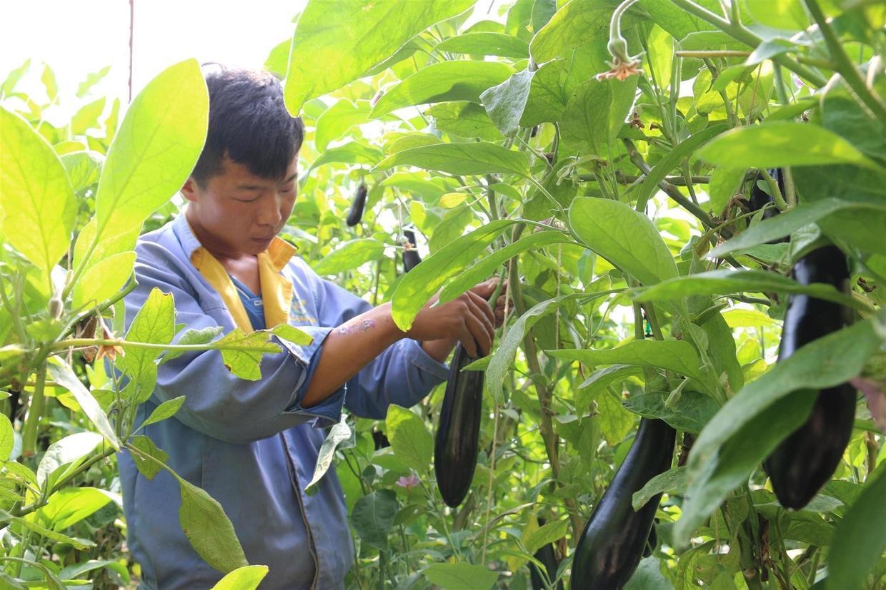 最新型大棚，孕育变化中的学习与自信成就的种子